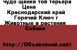  чудо щенки той-терьера › Цена ­ 8 000 - Краснодарский край, Горячий Ключ г. Животные и растения » Собаки   